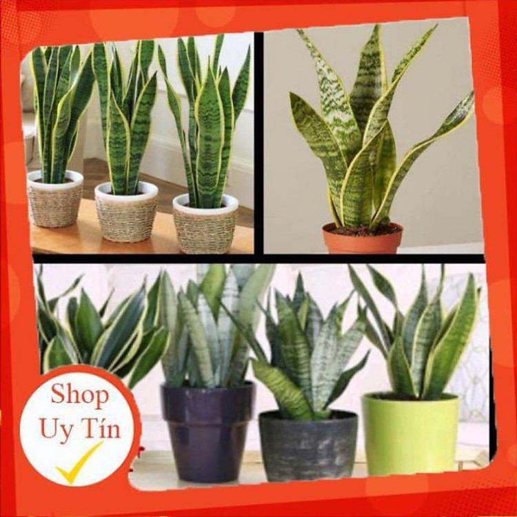 Cây Lưỡi Hổ Vàng - Cây Lưỡi Hổ Vàng Phong Thủy Tốt