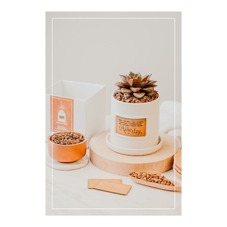 Chậu Sen Đá Socola Nâu Sanglang Ciao!