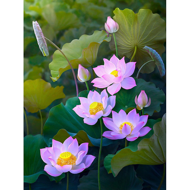 Bộ Tranh Ghép Hình 1500 Mảnh Chính hãng Ưu đãi - Hình ảnh 4