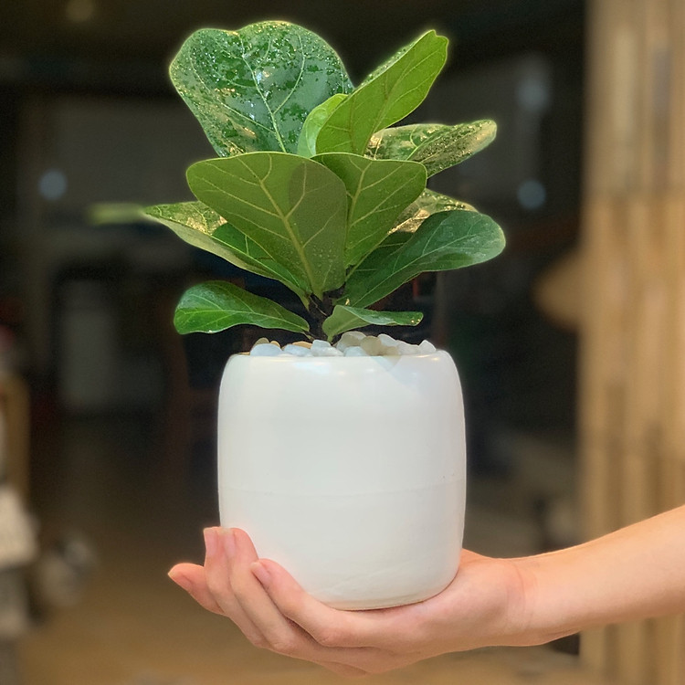 Cây Bàng Singapore để bàn