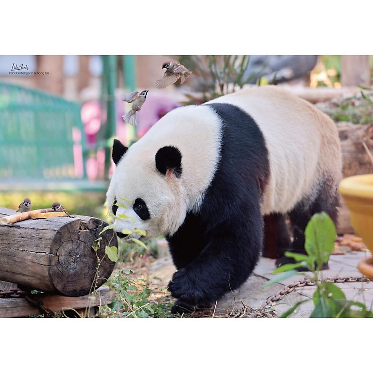 Gấu trúc Manh Lan - Ảnh 6