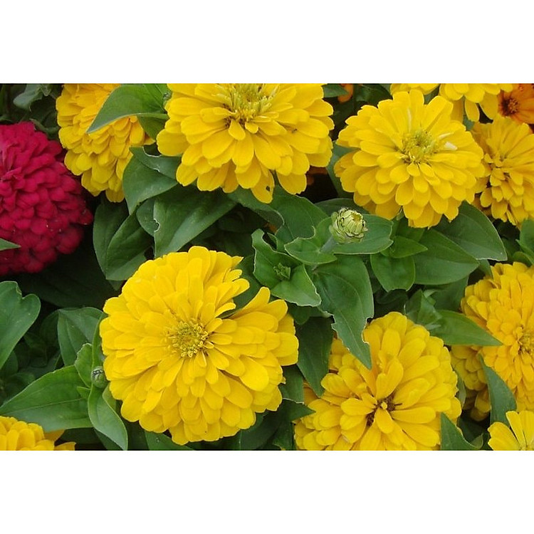 Hạt Giống Hoa Cúc Lá Nhám Vàng ( 3 Gói )