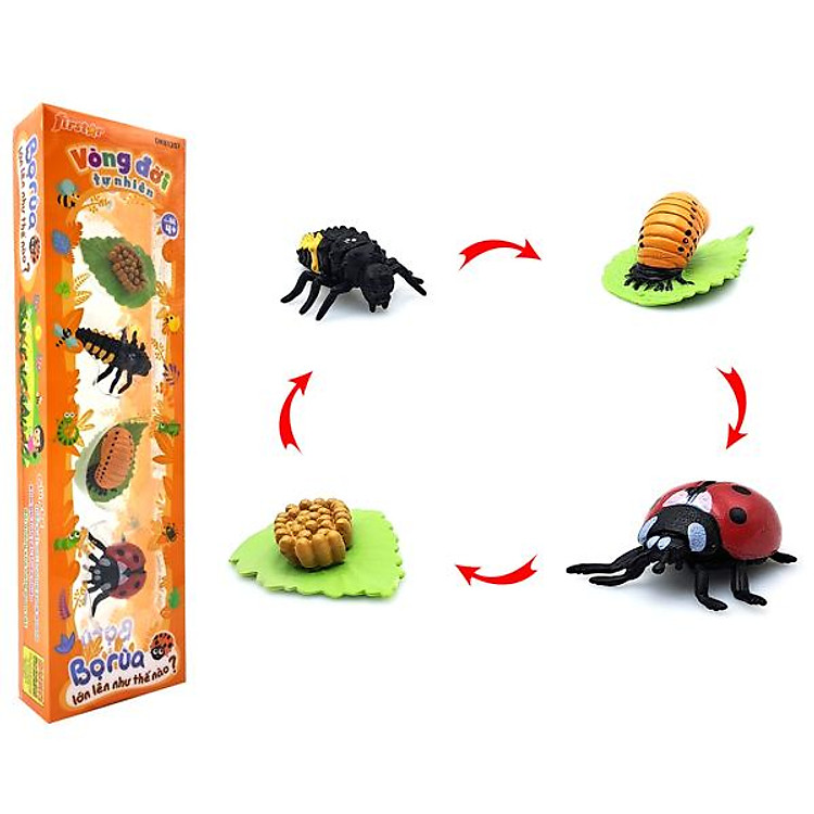Bọ Rùa Mô Hình Vòng Đời Tự Nhiên Chính hãng Ưu đãi - Hình ảnh 2