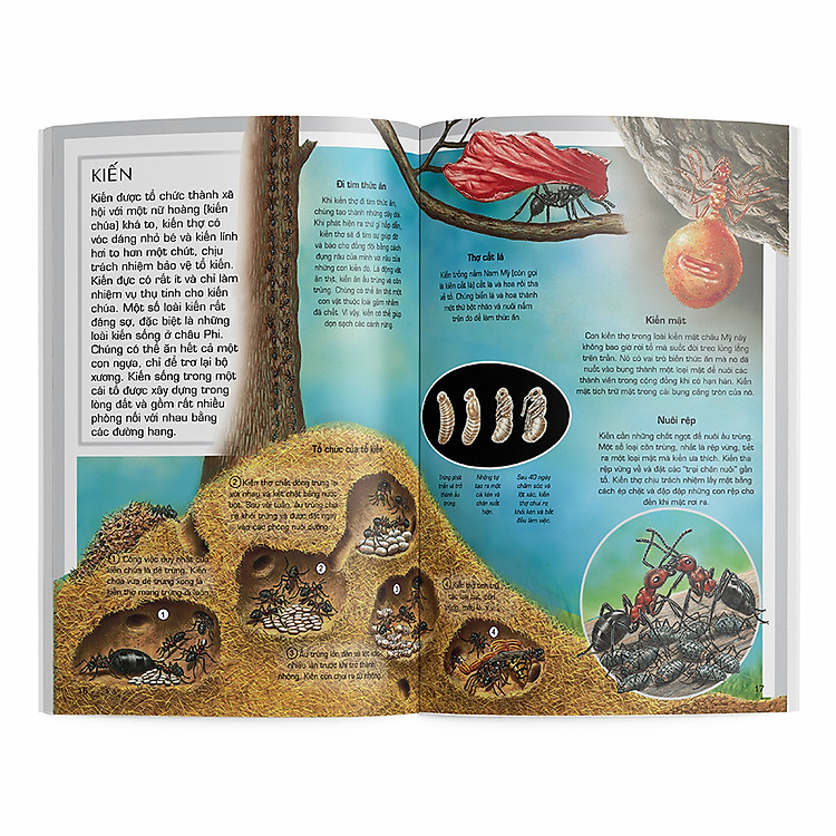 Côn trùng - Ảnh 2