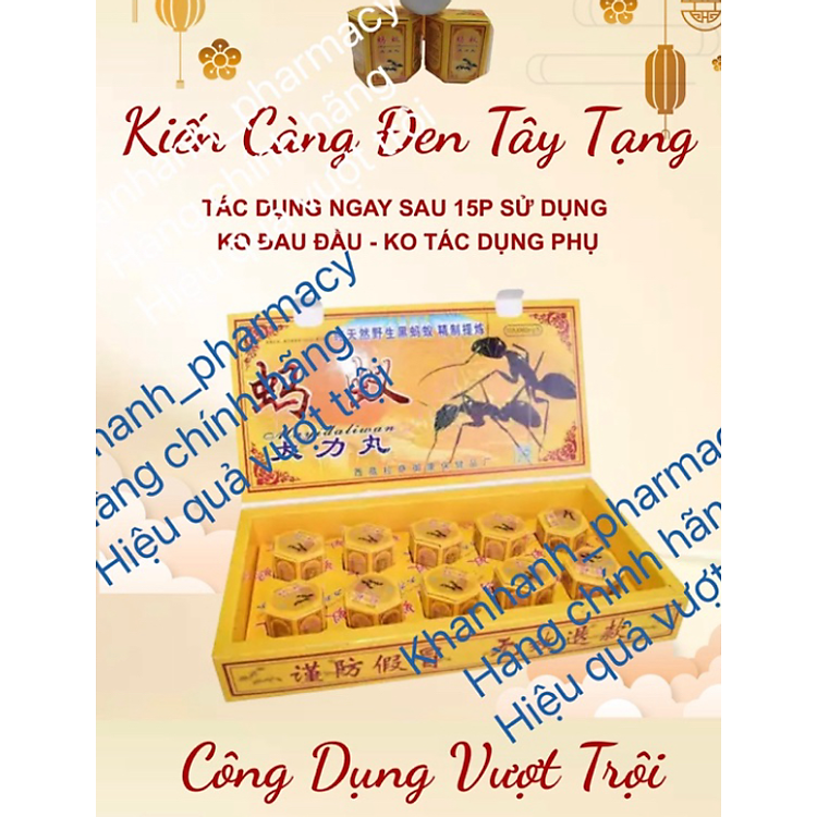 Kiến càng đen Tây Tạng – 1 viên Chính hãng Tiết kiệm