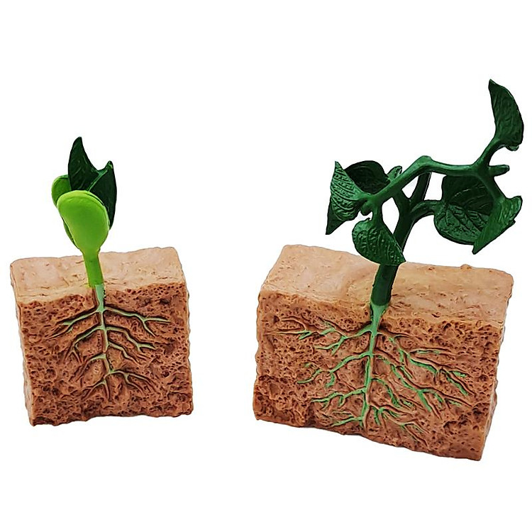 Đồ Chơi Mô Hình Vòng Đời Tự Nhiên Chính hãng Giá tốt - Hình ảnh 4