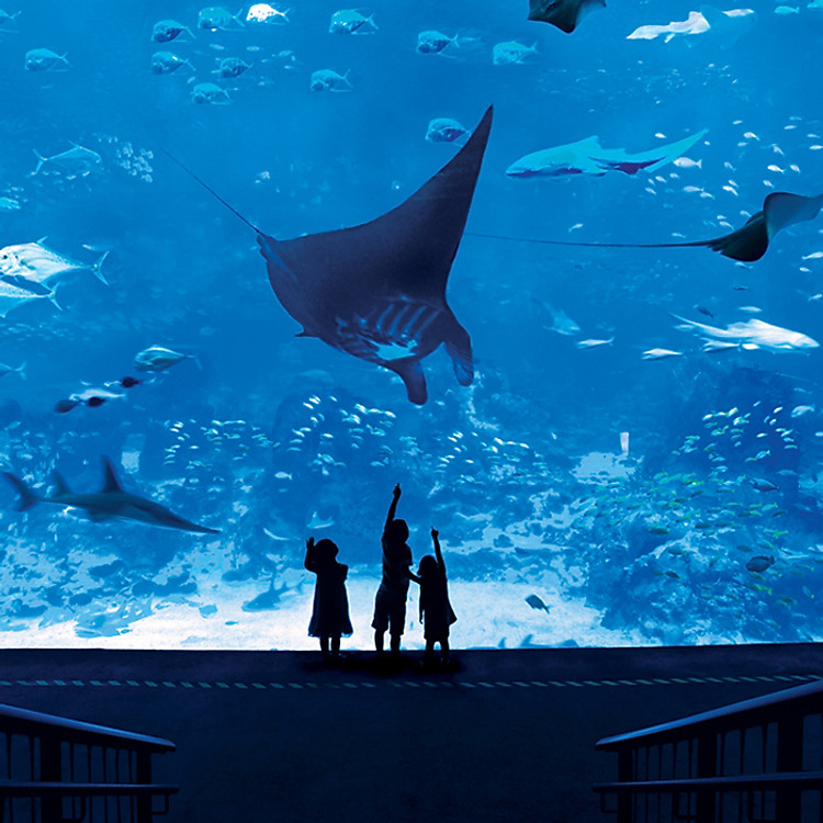 Vé Tham Quan Thủy Cung Sea Aquarium Singapore Tại Sentosa