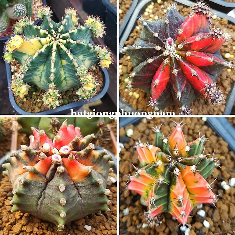 20H - HẠT GIỐNG XƯƠNG RỒNG GYM LEM