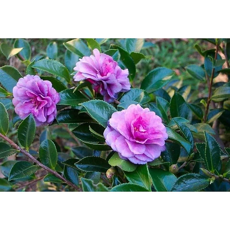 Cây trà my giống mới, hoa rất đẹp, giống nhập khẩu, cam kết chất lượng