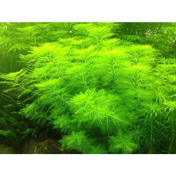 RONG XƯƠNG CÁ - CÂY THUỶ SINH DỄ TRỒNG - HẬU CẢNH