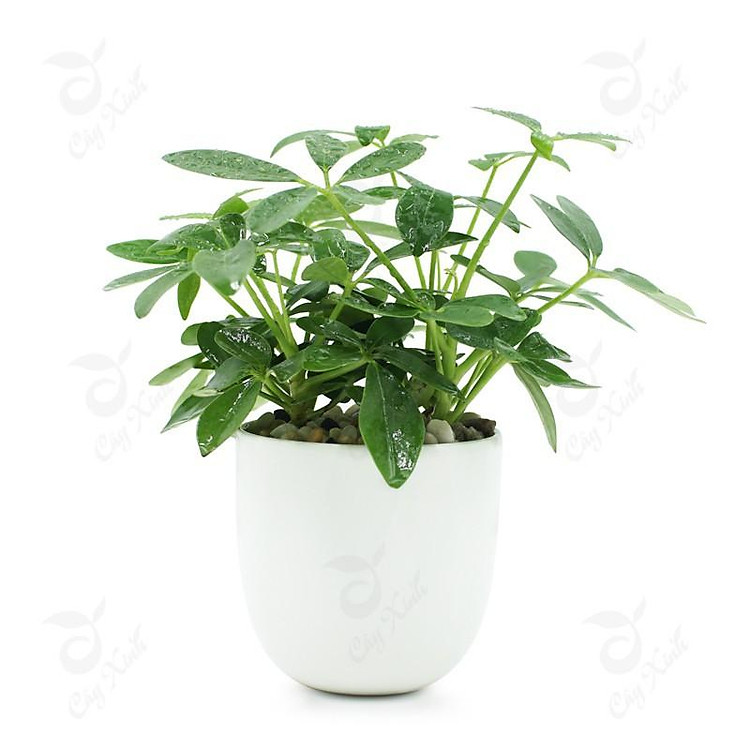 CÂY NGŨ GIA BÌ CHÂN CHIM LÁ XANH , CÂY PHONG THỦY, VƯỢNG TÀI LỘC CHO GIA CHỦ + Tặng 01 cây dâu da đất( bòn bon)