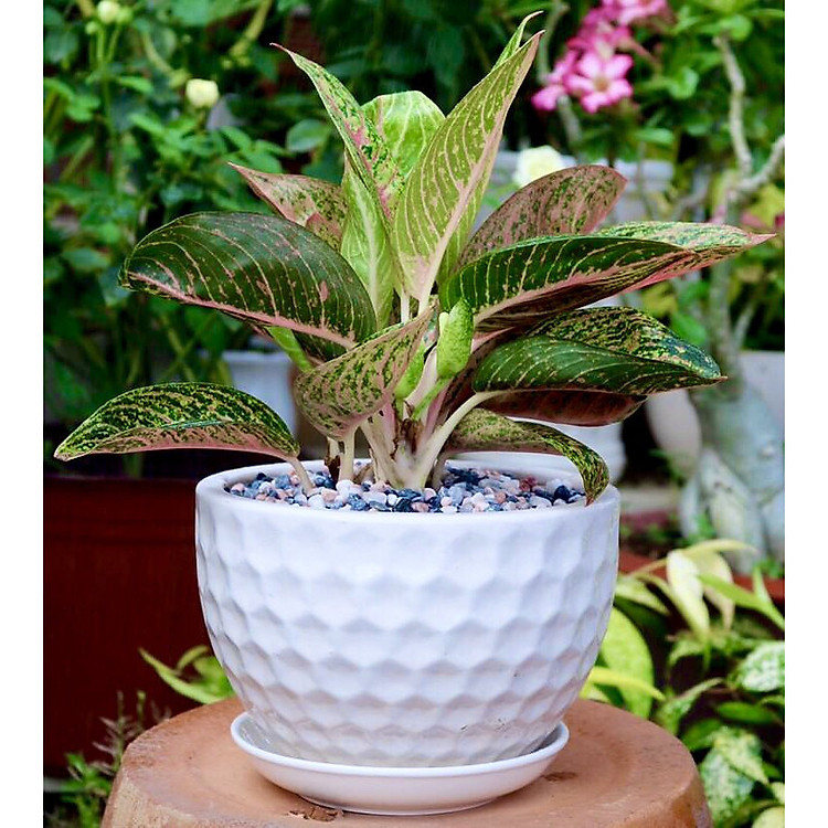 Chậu sứ cây thịnh vượng tặng kèm đá trang trí