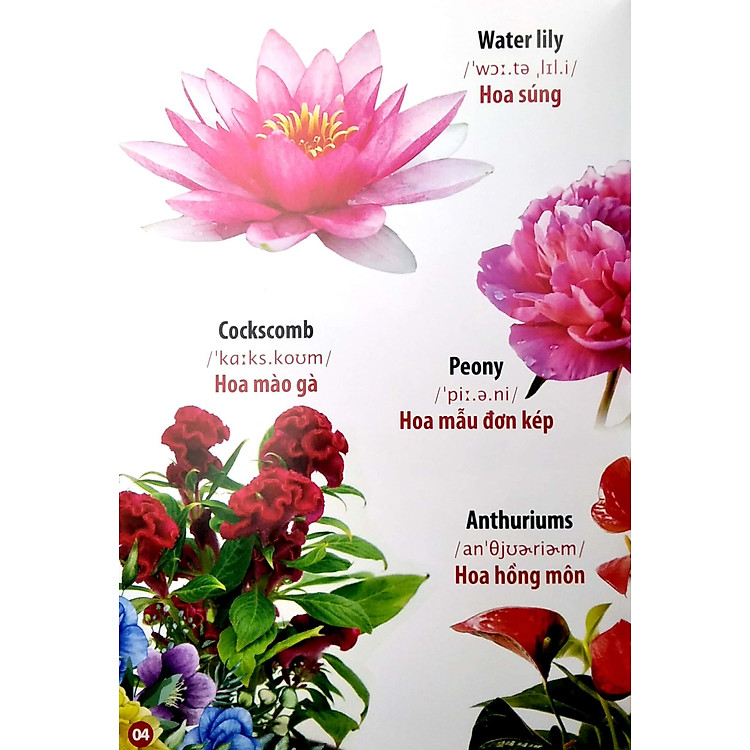 Thư Viện Hình Ảnh Song Ngữ Đầu Tiên Của Bé - Hoa - Rau Củ - Quả - Ảnh 7