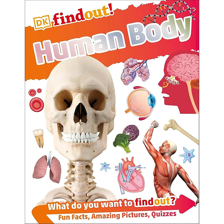 Sách ngoại văn: DKfindout! Human Body