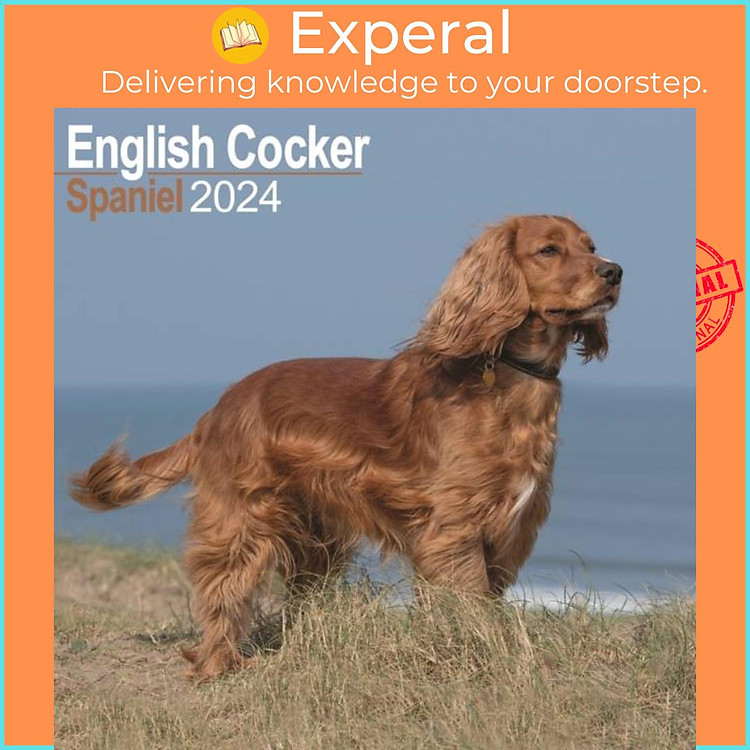 Sách - English Cocker Spaniel Calendar 2024 Square Dog Breed Wall Calendar - 16 Month by (UK edition, paperback)