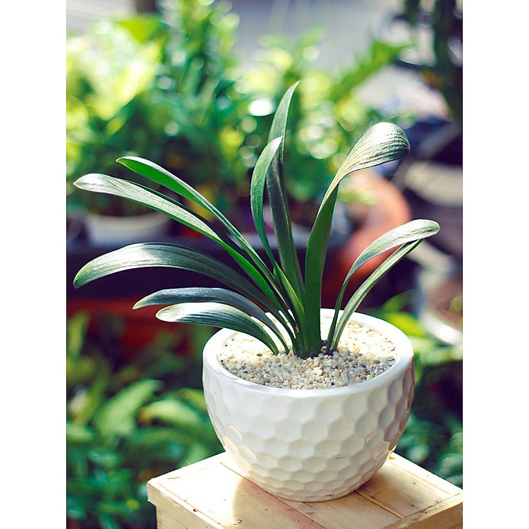 Cây Lan Quân Tử Chậu Kim Cương Tròn