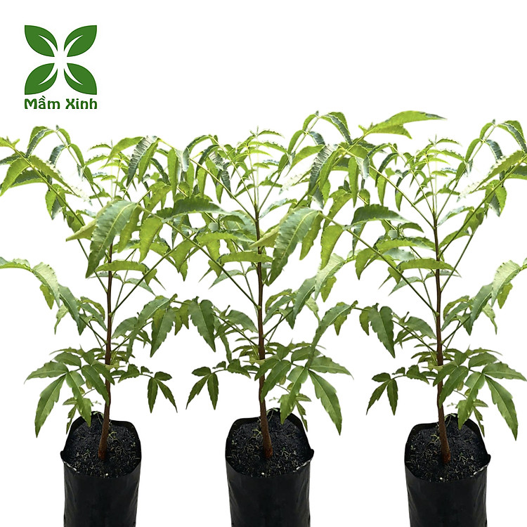 Cây sầu đâu (combo 3 cây) cao khoảng 40cm