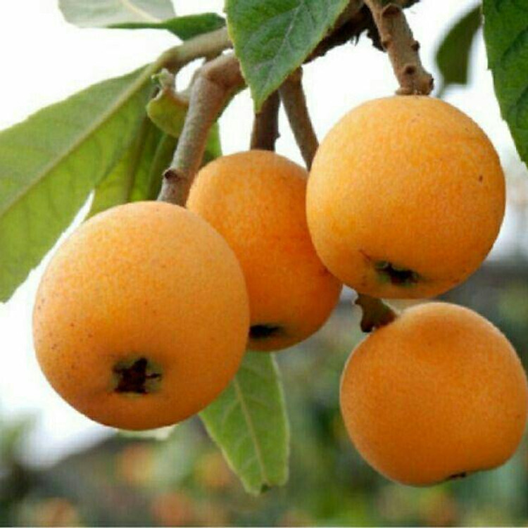 Cây giống nhót nhật thân gỗ nhập khẩu