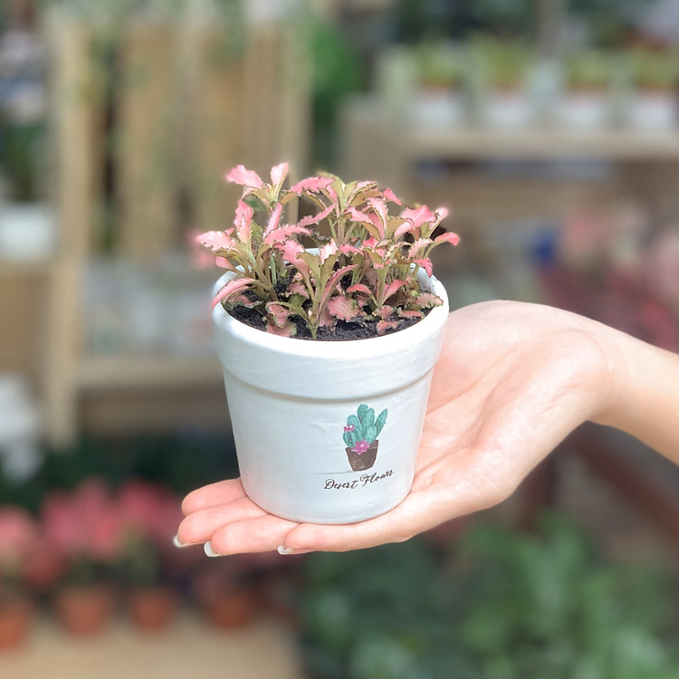 Cây Cẩm Nhung Đỏ - 9x9x12 Cm - Chậu Dáng Trôn Ốc - Gốm Sứ Bát Tràng - Cây Mini Để Bàn & Chậu Trồng Cây Sen Đá, Xương Rồng, Tiểu cảnh Terrarium