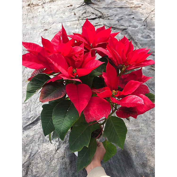 Hoa Trạng Nguyên - Chậu Hoa