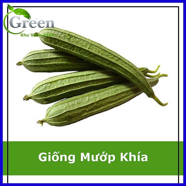 Hạt Giống Mướp Khía Năng Suất Cao