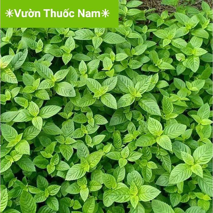 Cây sương sáo tươi( cây thạch đen ) hái tại vườn dùng nấu thạch đen sương sáo đảm bảo xanh sạch