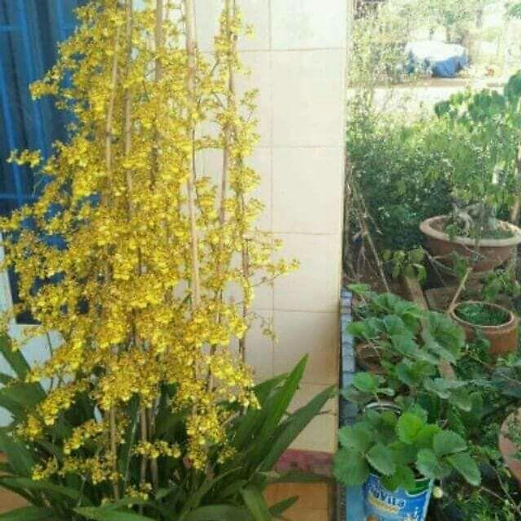 Vũ nữ mật ngọt ngồng hoa dài 2m