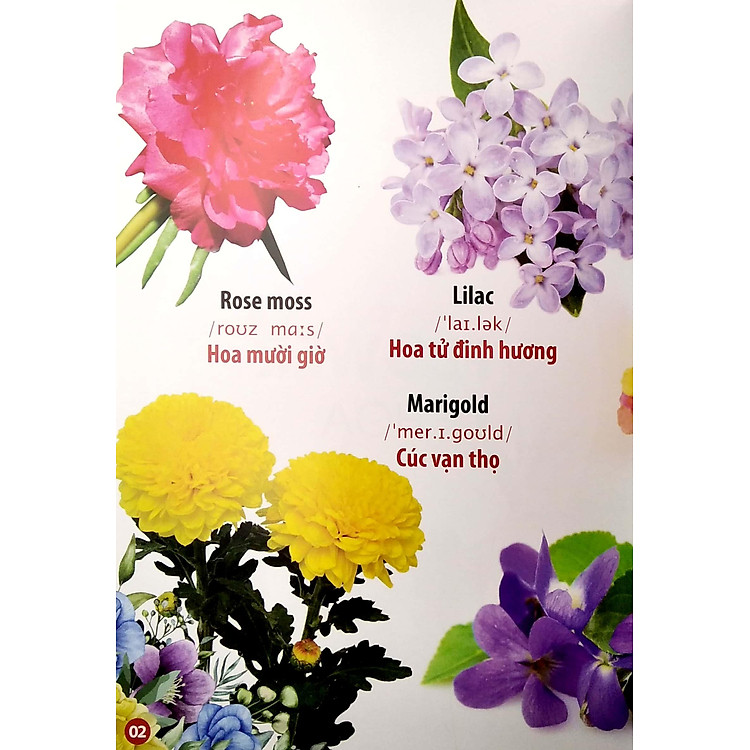 Thư Viện Hình Ảnh Song Ngữ Đầu Tiên Của Bé - Hoa - Rau Củ - Quả - Ảnh 2