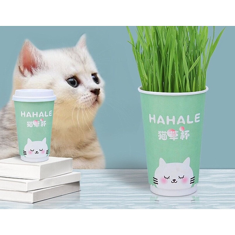 Hạt giống cỏ mèo bổ sung chất xơ và đẩy búi lông ra ngoài