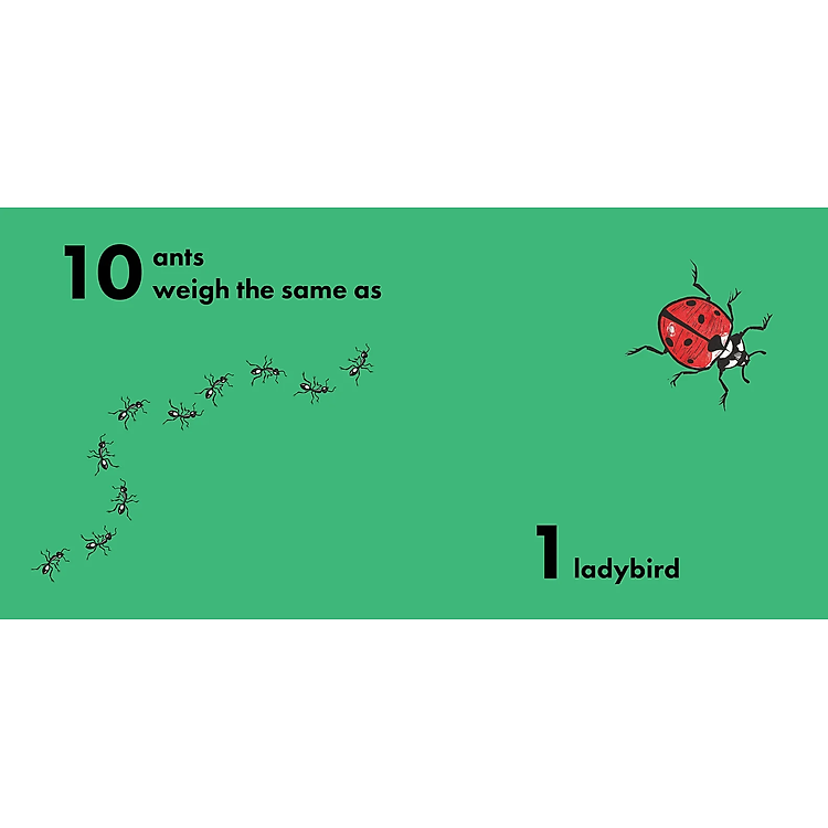 How Much Does A Ladybird Weigh? - Ảnh 3