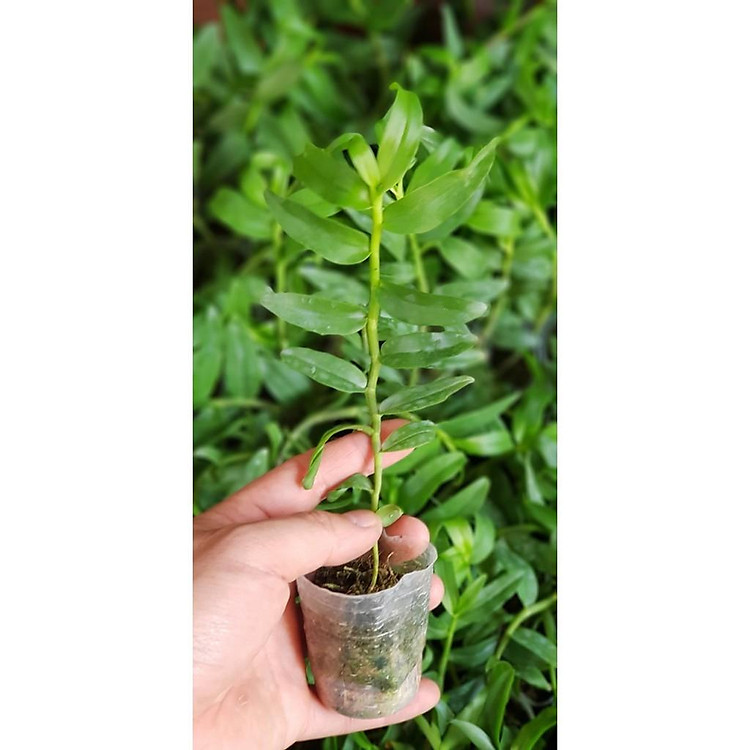 Phi điệp kiến lửa