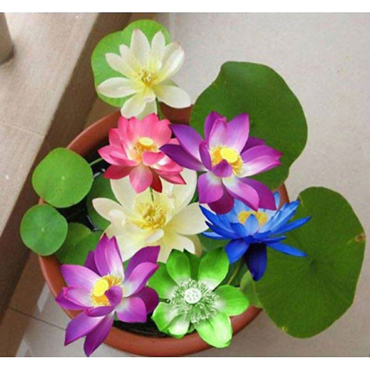 03 Gói Hạt Giống Sen Mini Nhật