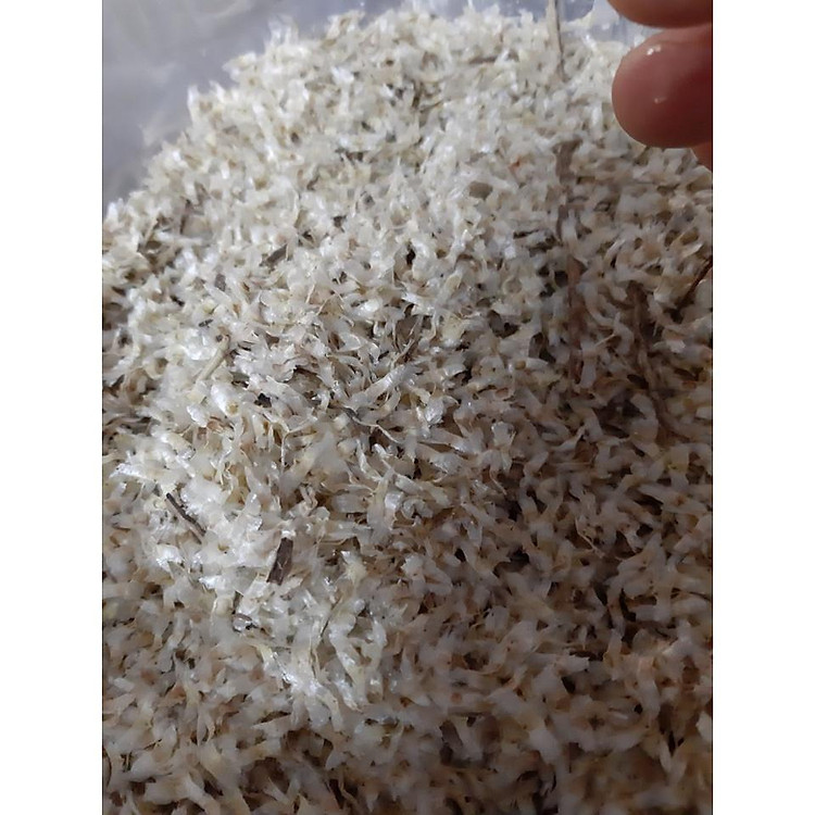 1 LON HẠT GIỐNG CÂY NÚC NÁC RỪNG .