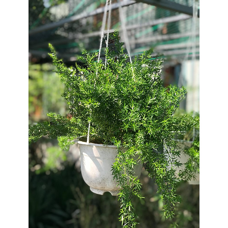 Cây thiên môn đông chậu treo