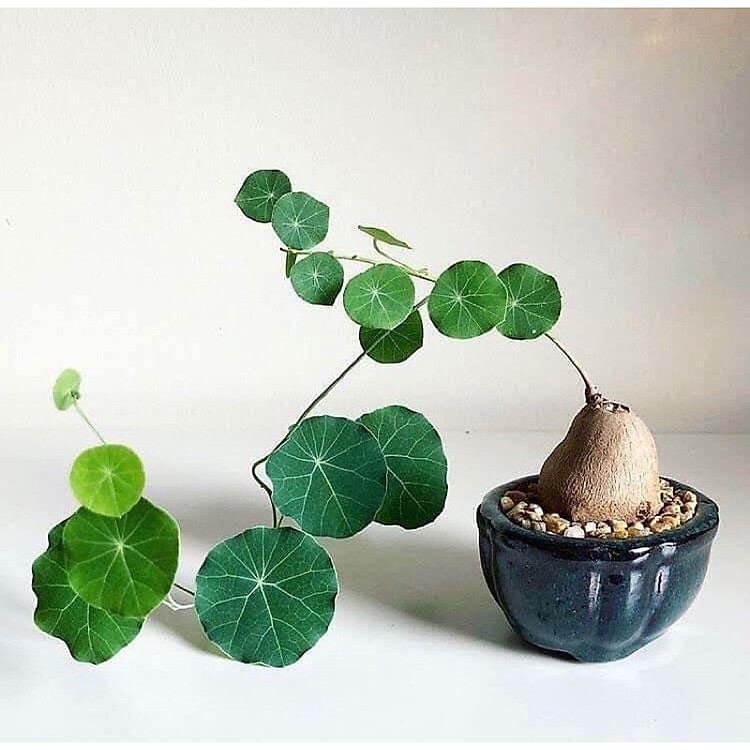 Củ bình vôi Thái size 4-5cm