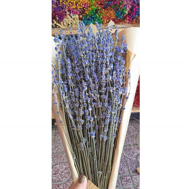 Bó hoa khô hoa lavender 130g tặng kèm túi thơm P01