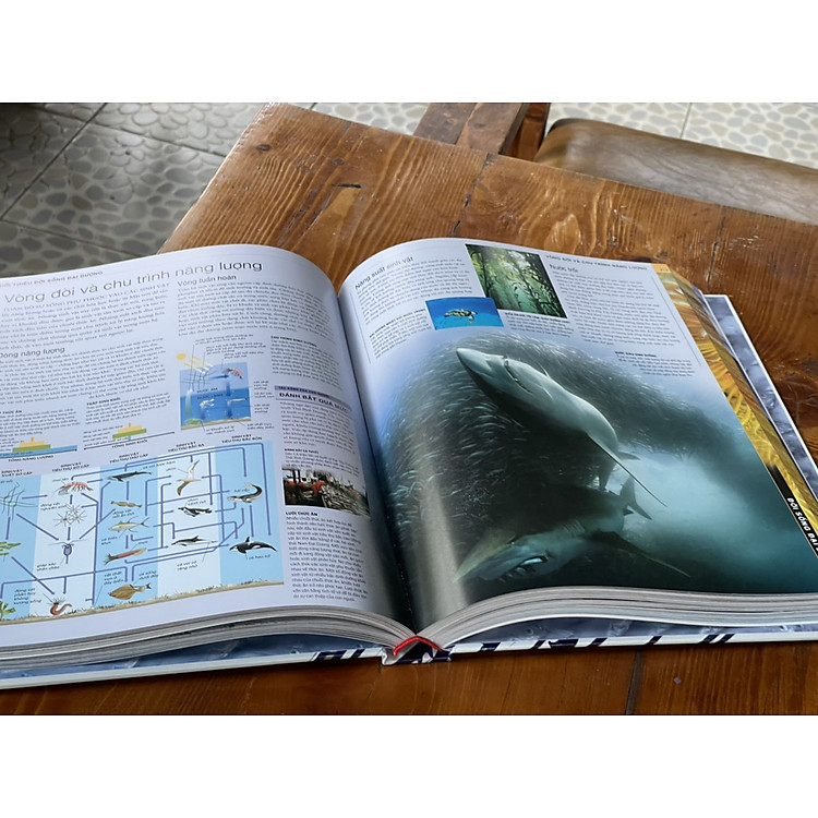 THUYẾT MINH TRỰC QUAN NHẤT VỀ ĐẠI DƯƠNG – DK - Ảnh 3