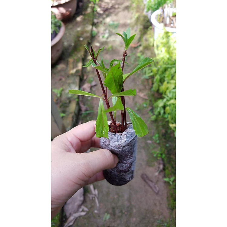 Combo 10 bầu cây mần tưới trị bị chét hiệu quả