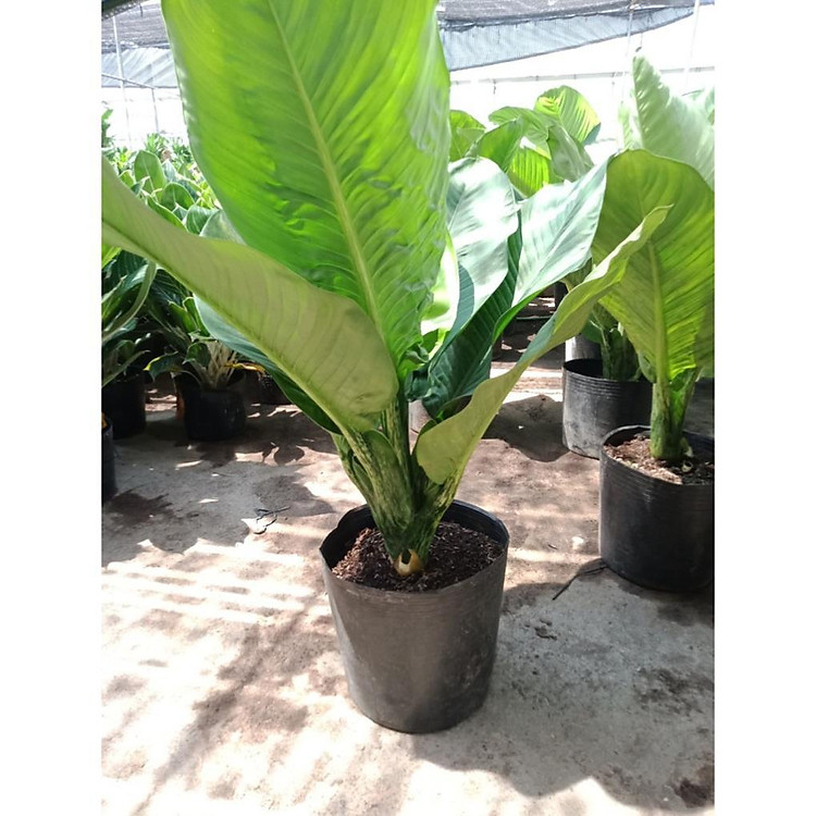 CÂY ĐẠI PHÚ GIA-CÂY LỚN,CÂY MANG LẠI TIỀN TÀI, SỨC KHỎE, PHÚ QUÝ CHO GIA CHỦ + Tặng 01 cây dâu da đất( bòn bon)