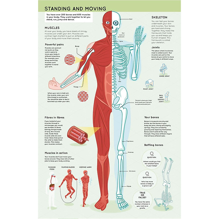 Lift The Flaps: Human Body - Ảnh 4