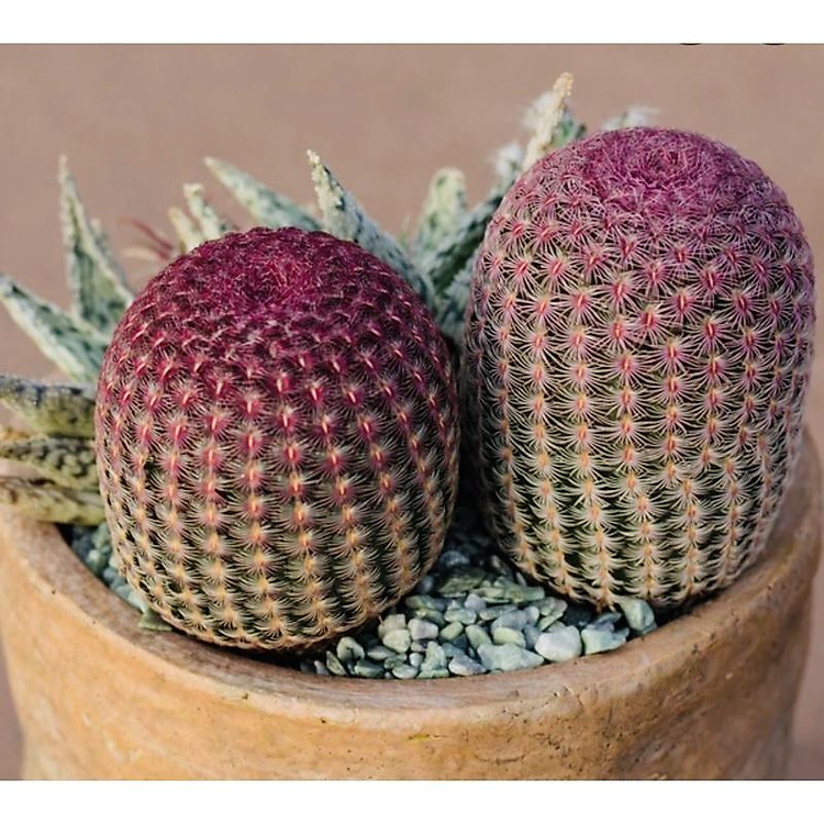 Xương rồng cầu vòng