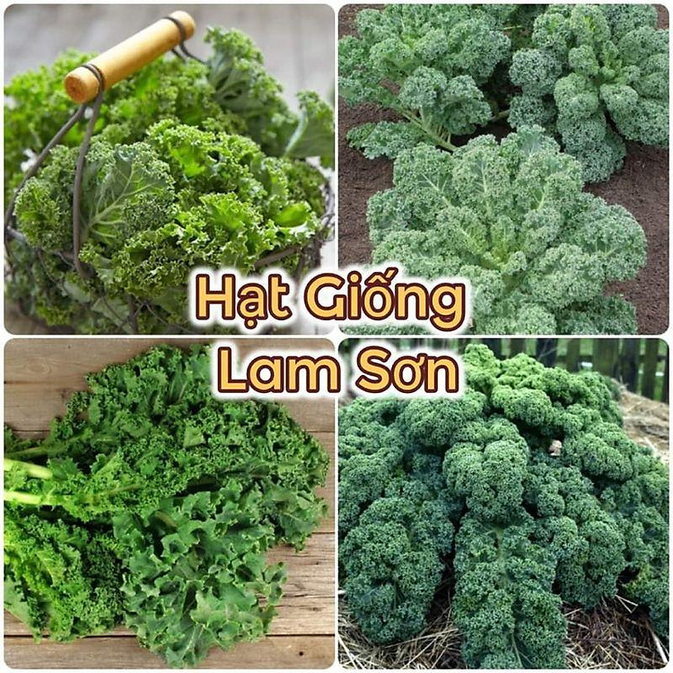 HẠT GIỐNG CẢI XOĂN KALE XANH, ĐỎ TÍM - Loại Rau Có Nhiều Công Dụng Tuyệt Vời.
