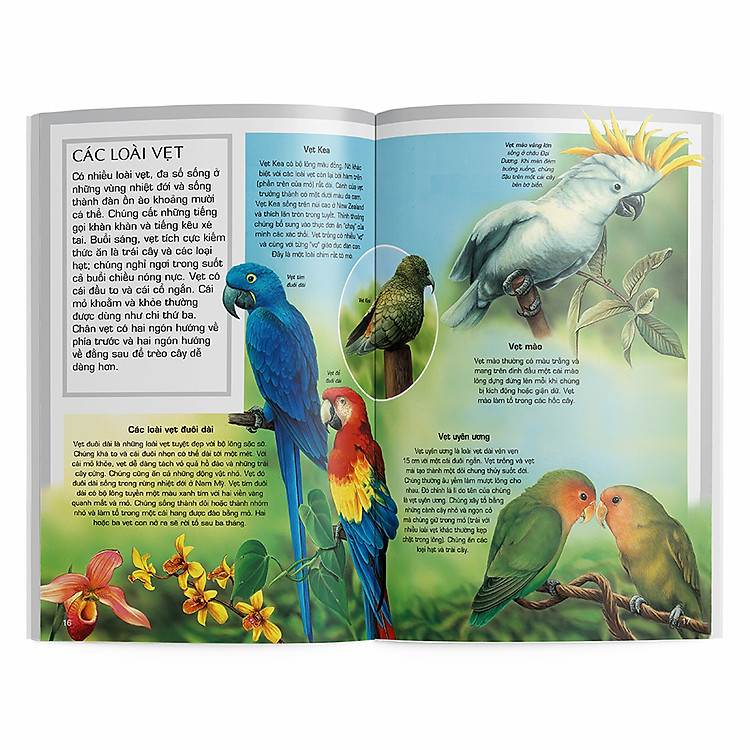 Các loài chim - Ảnh 2