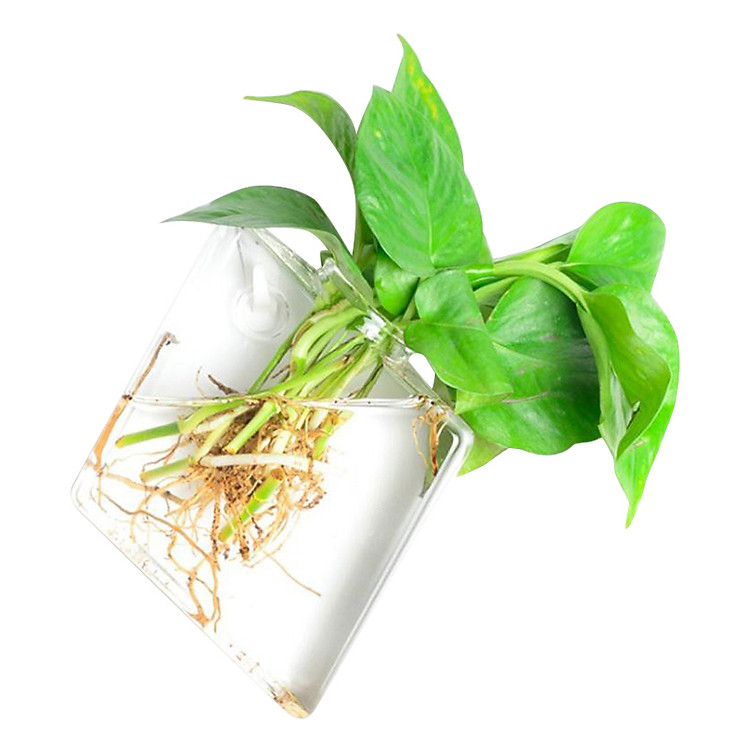 Bình Thủy Tinh Treo Tường Trồng Cây Thủy Sinh