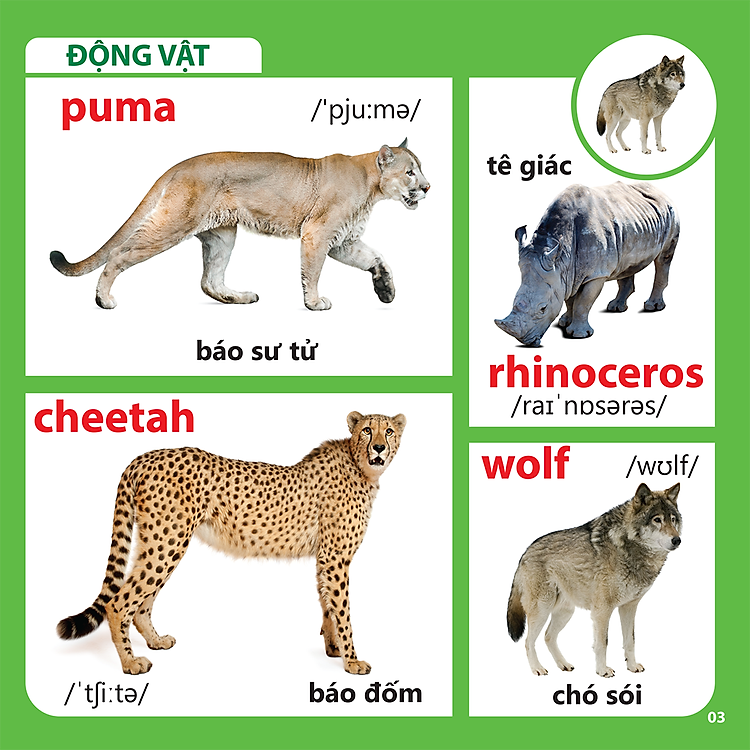 Bách Khoa Toàn Thư Cho Bé - Động Vật (Tái Bản 2019) - Ảnh 2