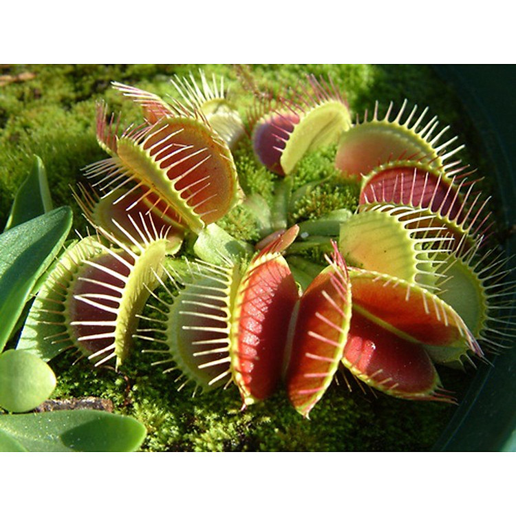 Bộ 1 gói Hạt giống cây bắt mồi