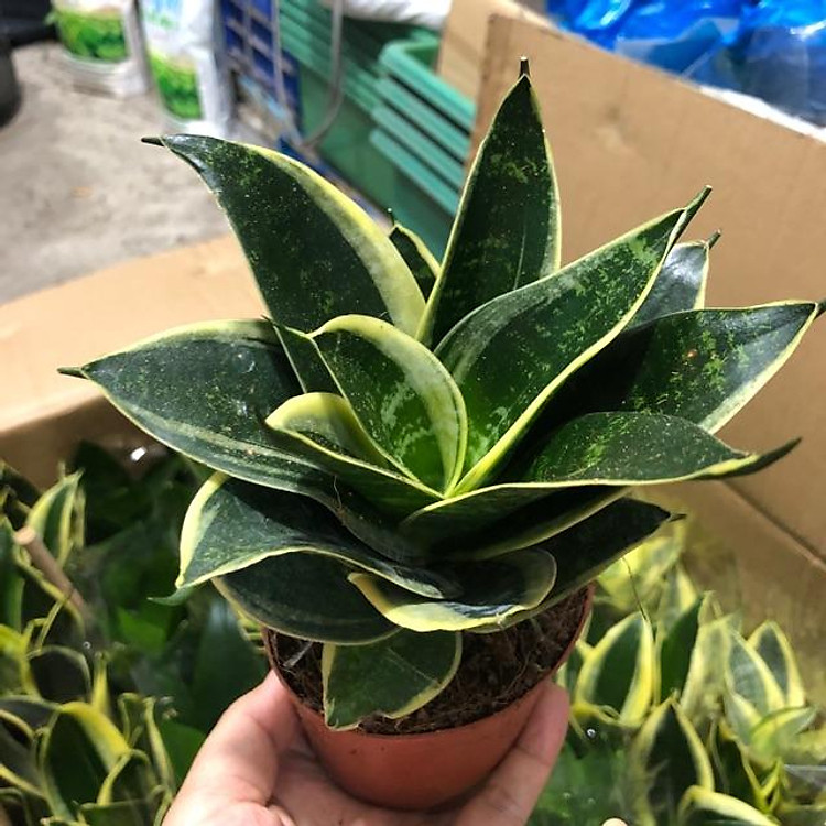 Lưỡi hổ mini để bàn nhiều màu