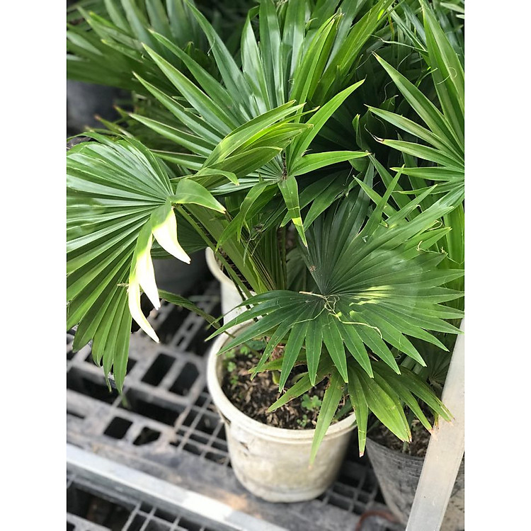 Cây cọ để bàn