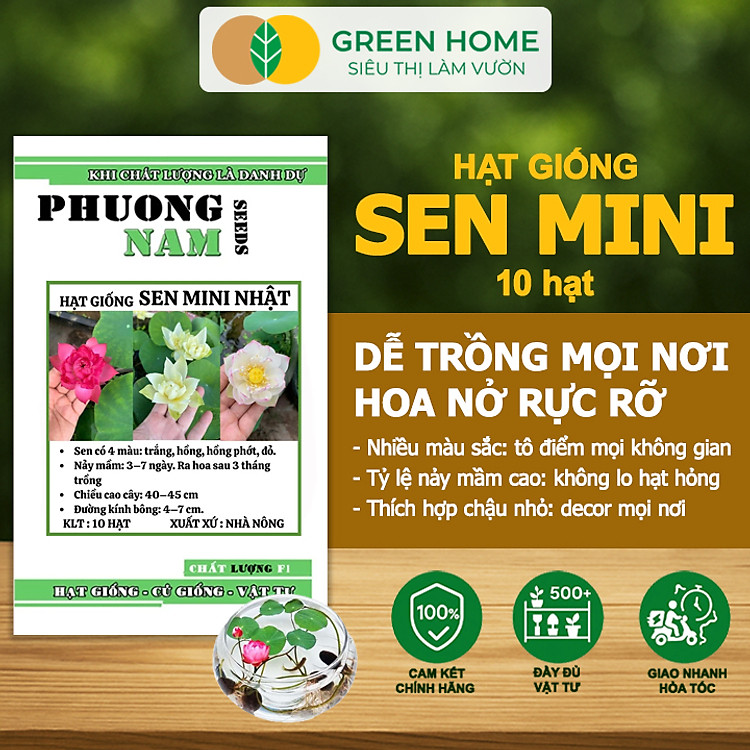Hạt Giống Hoa Sen Mini GreenHome, Gói 10 Hạt, Nhiều Màu, Dễ Trồng, Nảy Mầm Tốt H01