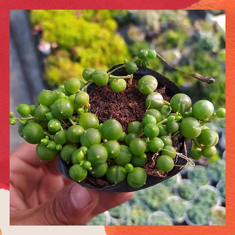 SEN ĐÁ HẠT NGỌC TRÒN ️ ĐÀ LẠT